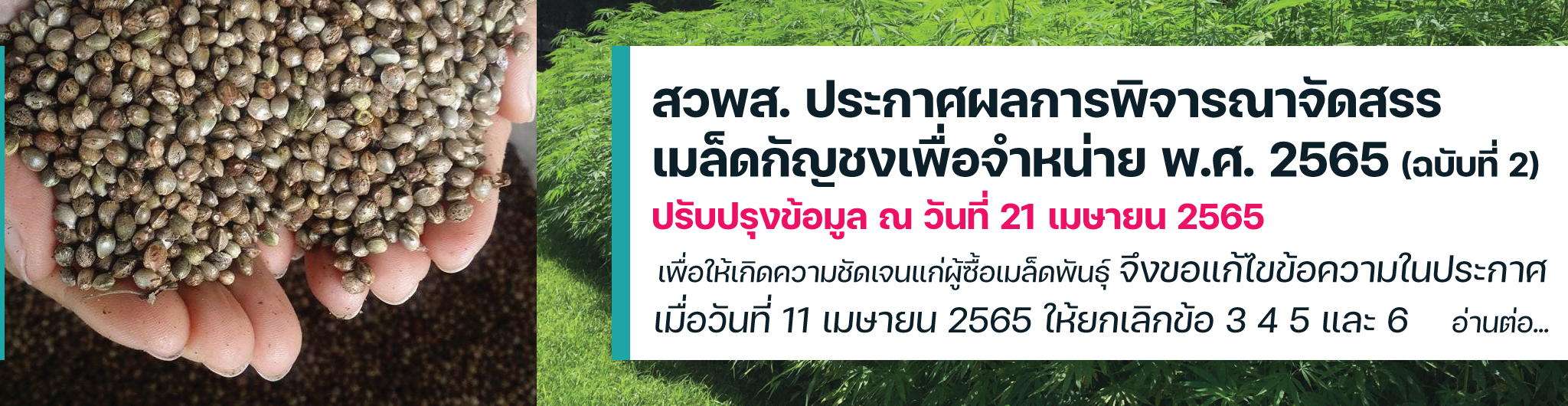 กัญชง พ.ศ. 2565 (ฉบับที่ 2) 21 เมษายน 2565